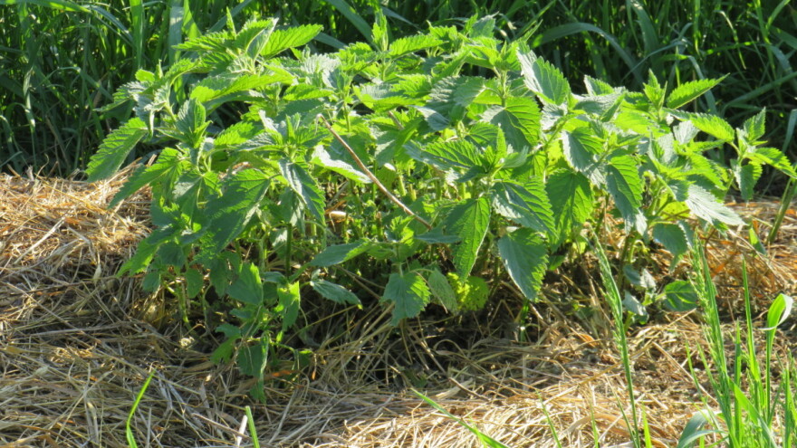 Vrijeme je za berbu i sušenje ljekovitog bilja - na šta paziti?