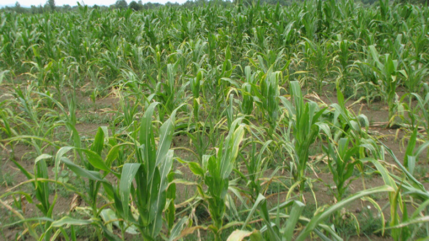 Mraz načeo, a suša dokusurila poljoprivredu