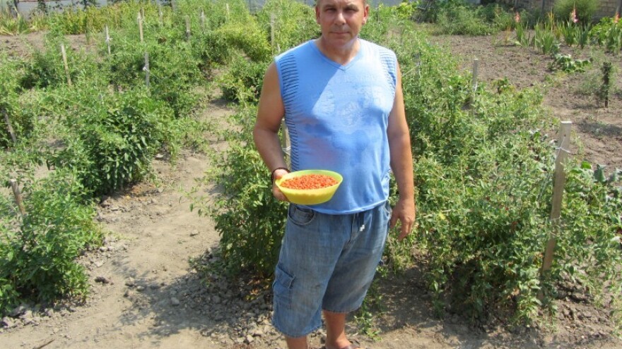 Kako započeti gajenje godžija?