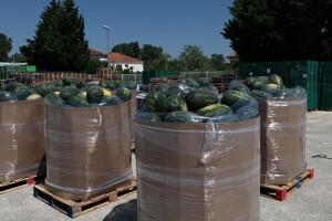 Lubenice iz doline Neretve tek krenule, a tržište preplavio uvoz pa i lažno deklariranje?