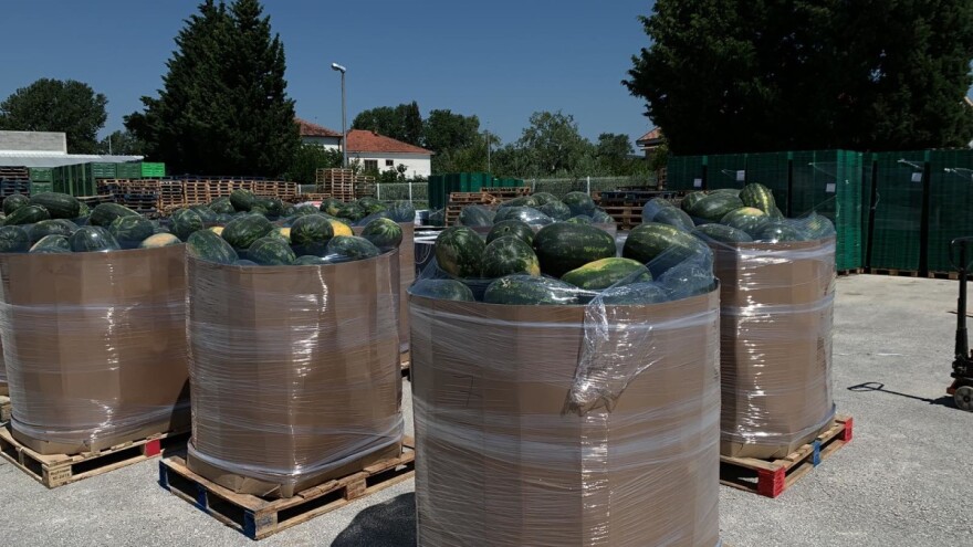 Lubenice iz doline Neretve tek krenule, a tržište preplavio uvoz pa i lažno deklariranje?