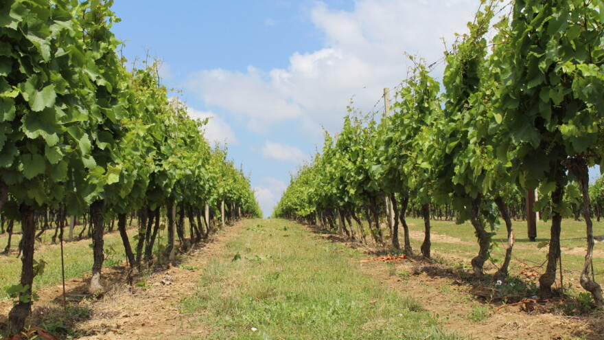 Vinovoj lozi i dalje prijete bolesti - kako ju zaštititi?