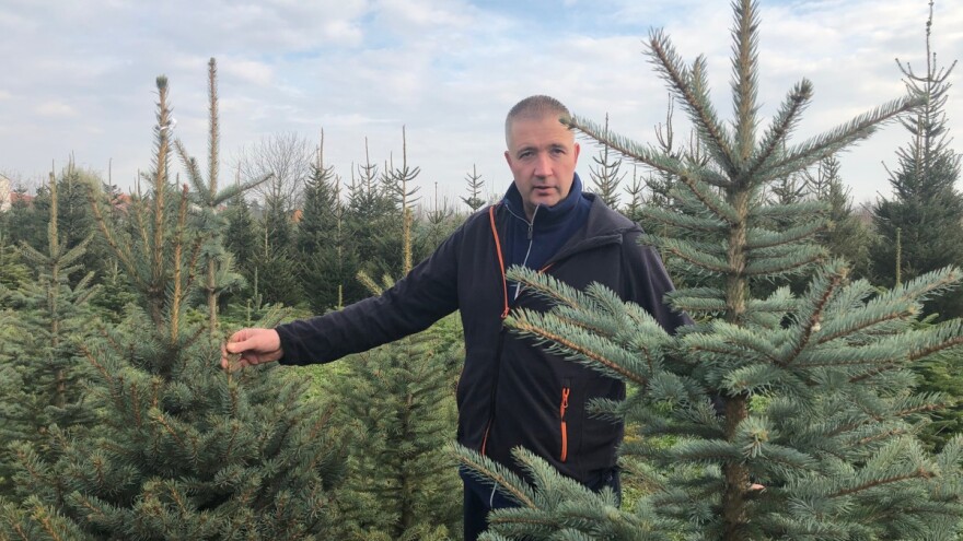 Uzgoj svinja zamijenio nordijskim jelama: kupci izaberu, Mario Beranek ih siječe pred Badnjak