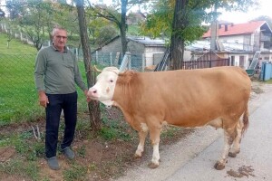 Osman i njegova šampionka ponovo briljirali na izložbi: "Po svemu je najbolja"