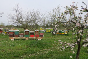 Kupujte med kod svog pčelara!