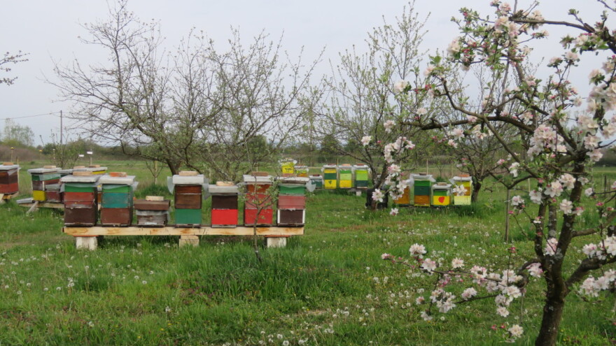 Kupujte med kod svog pčelara!