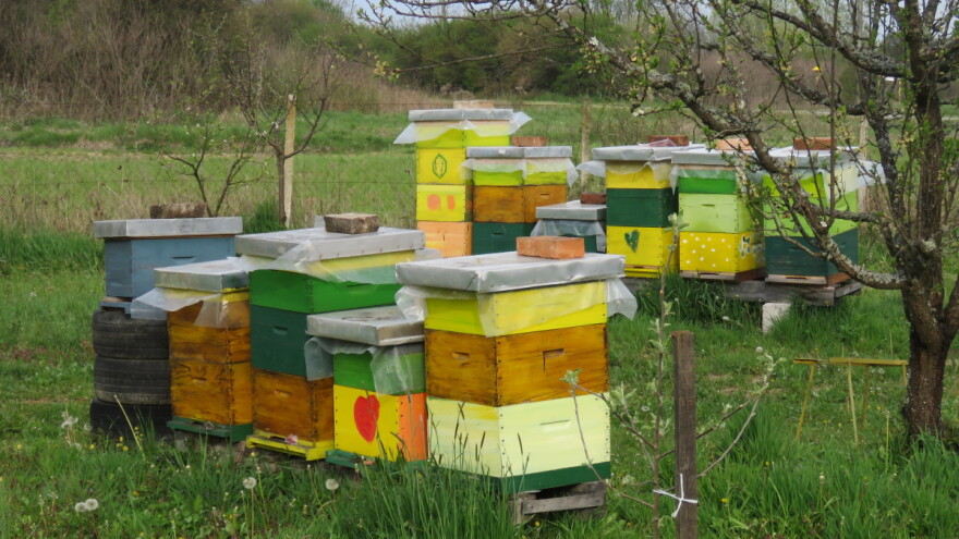 Vremenske prilike pogoduju pčelama - sada je najvažnije obuzdati rojevni nagon