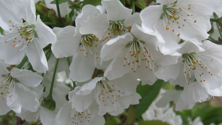 Sadnja trešnje: Pazite na međusobno oprašivanje sorti!