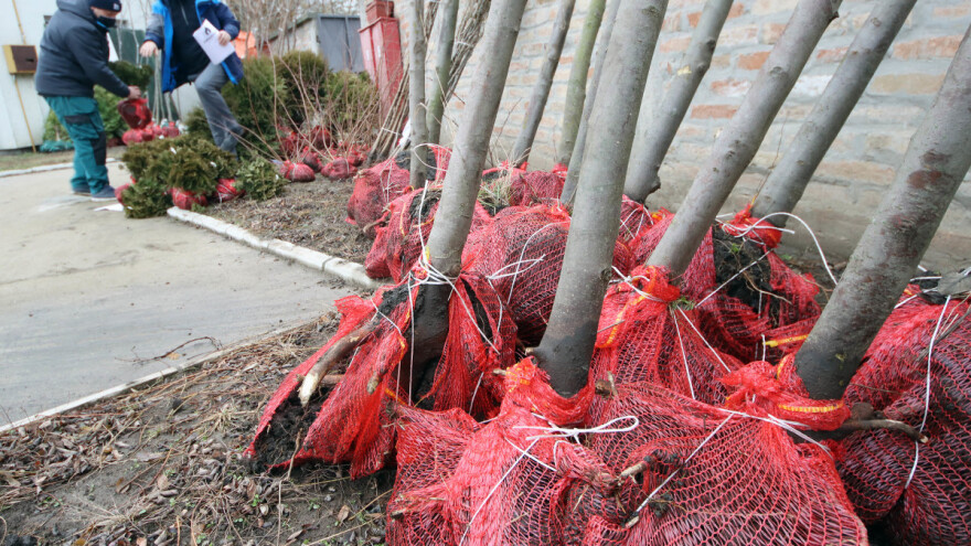 Vojvodinašume donirala 430 sadnica drveća opštini Novi Kneževac