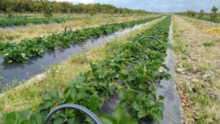 Stižu prve domaće jagode - prije Uskrsa sitna, a potom ozbiljnija berba