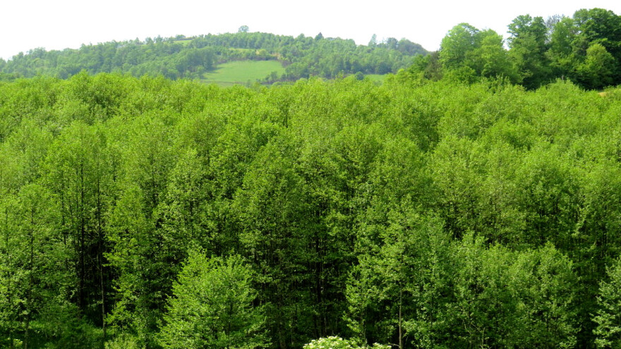 Koja EU zemlja ima najviše, a koja najmanje šuma?