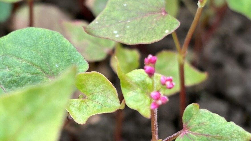 Kako popraviti kvalitetu tla?