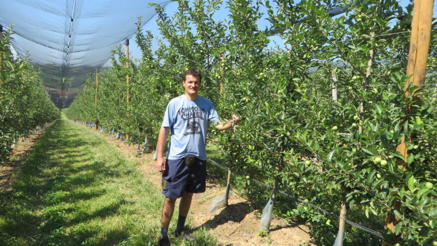 Čime zaštititi jabuku od čađave pegavosti, krastavosti ploda i pepelnice?