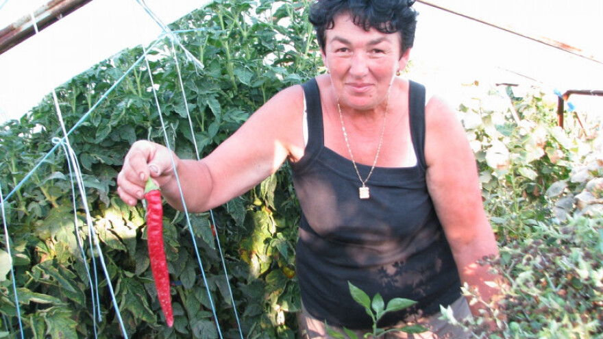 Vujanići uzgajaju grožđe i povrće u korovu