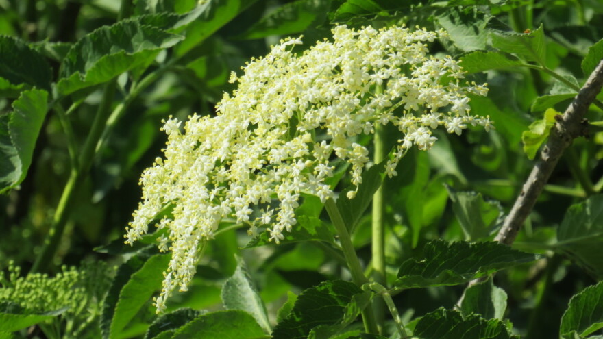 Gdje je zova manje je štetočina u krugu od 10 metara