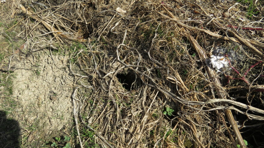 Velika prisutnost glodara u usjevima: Kako ih suzbiti?
