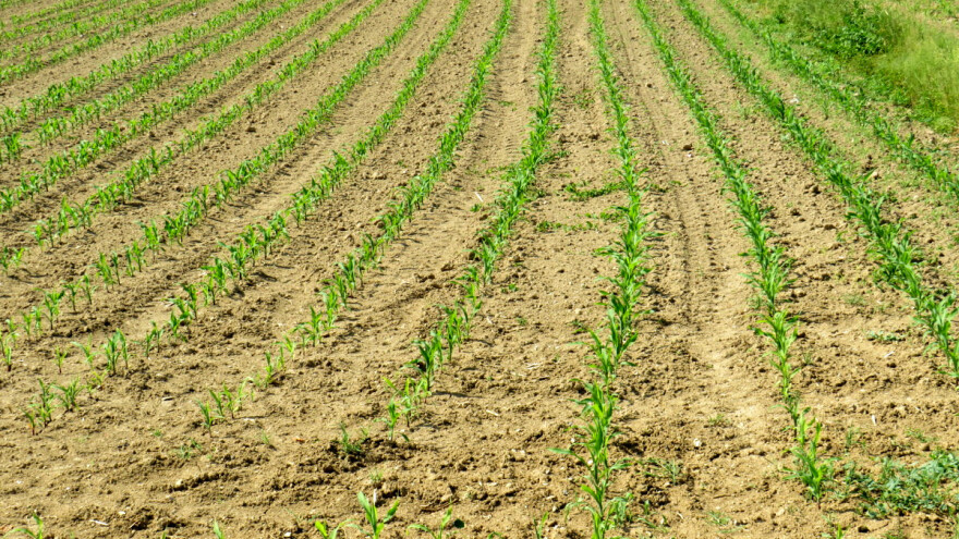 Rastuća suša u delovima Evrope uznemiruje međunarodno tržište - ko je najviše pogođen?