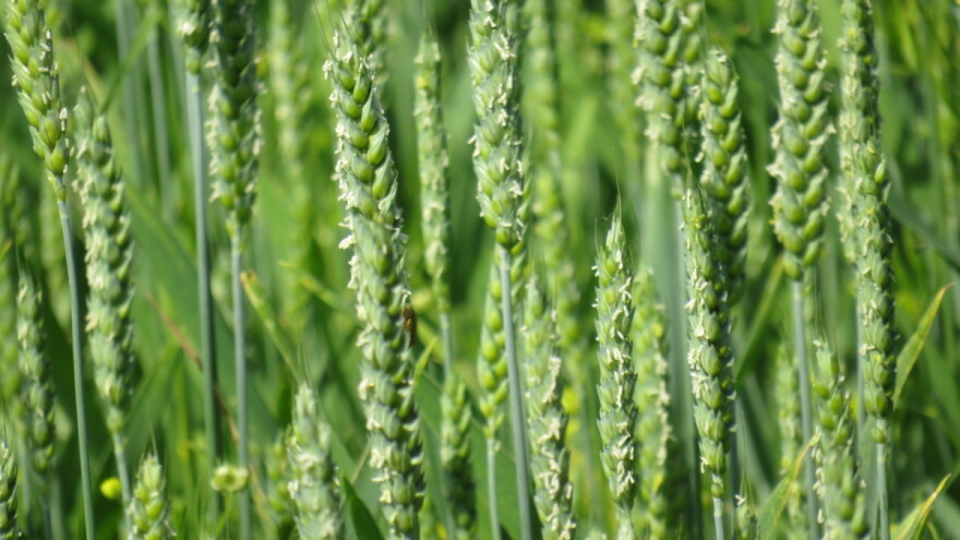 Cijene za novu žetvu žitarica su više nego ikad?