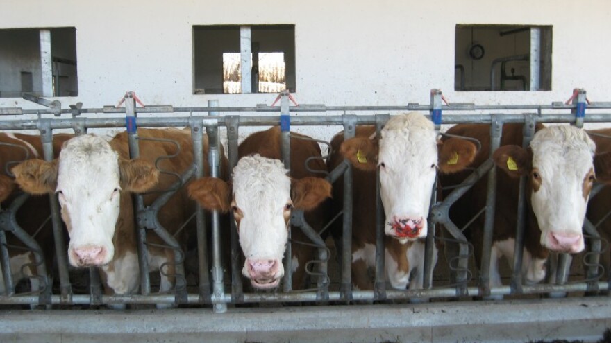 Krizni centar zbog bolesti kvrgave kože