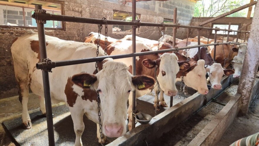 Nihad svaki dan baci 350 litara mlijeka: "Imam petero djece, primanja nemam"