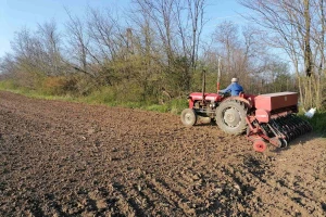 Veće površine pod pšenicom, do sada 70 odsto posejano?