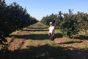 U suši propao zasad lešnika, pa prešli na njegov organski uzgoj