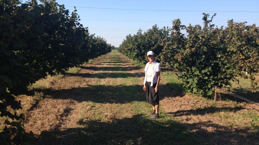 U suši propao zasad lešnika, pa prešli na njegov organski uzgoj