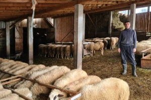 Slavko Purković isključivo prodaje meso, ovce na živu vagu
