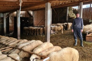 Slavko Purković isključivo prodaje meso, ovce na živu vagu