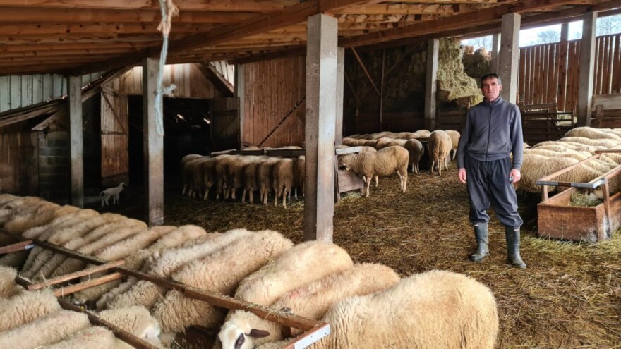 Slavko Purković isključivo prodaje meso, ovce na živu vagu
