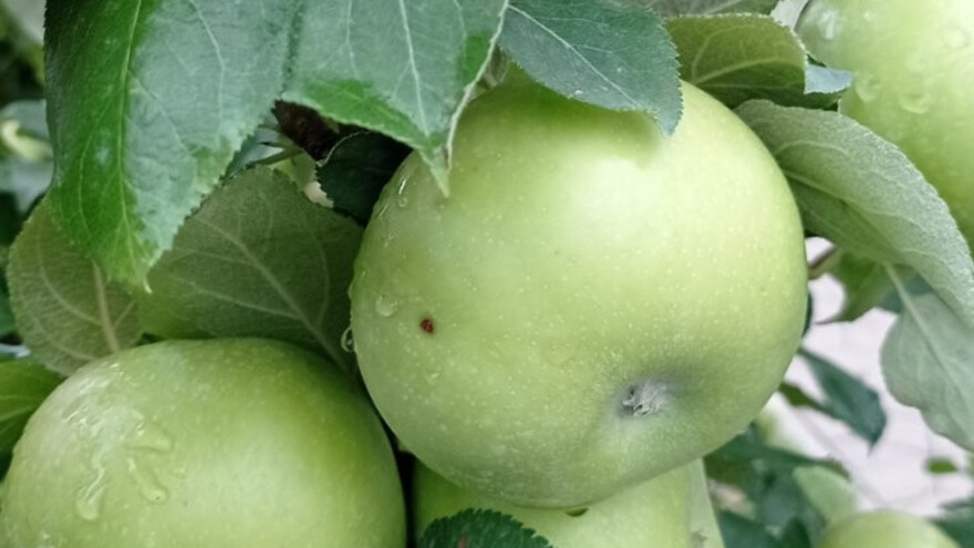 U Pomoravskom okrugu očekuje se 50 do 70 tona jabuke po hektaru