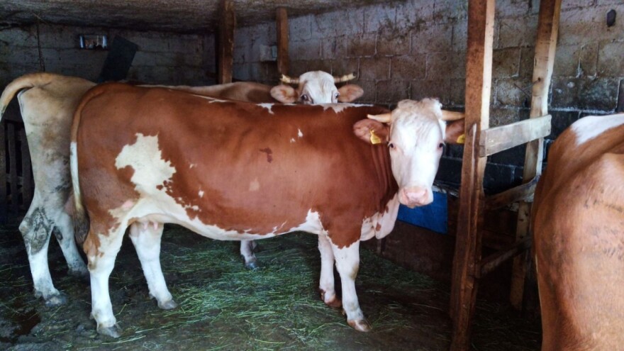 Čehinje nisu bolje od domaćih junica - zašto nema poticaja fizičkim licima?