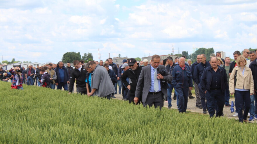 Dobar prinos i u teškim uvjetima: Poljinos predstavio tri nove sorte pšenice i dvije ječma