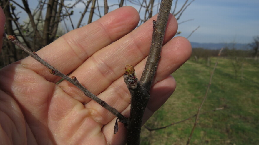 Kreće pucanje pupoljaka dunje - zaštitite voćku bakrom