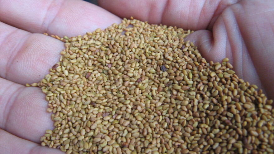 Sa manjom setvenom normom do visokih i stabilnih prinosa lucerke