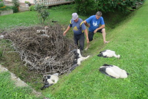 Palo gnijezdo i ubilo dvije mlade rode