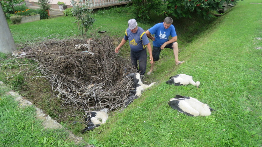 Palo gnijezdo i ubilo dvije mlade rode