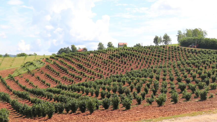 Zasadi lješnjaka na 210 hektara, otkup siguran, uvode i navodnjavanje