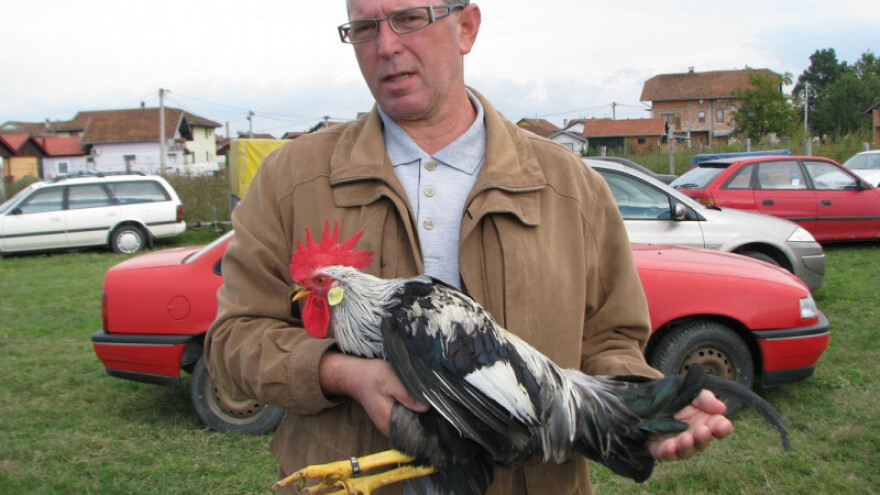 Bosanski pjevač i srebrna kokoš - gradiške pop zvijezde