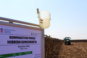 Komparativni pokusi hibrida suncokreta - niži prinos, uljnost veća?