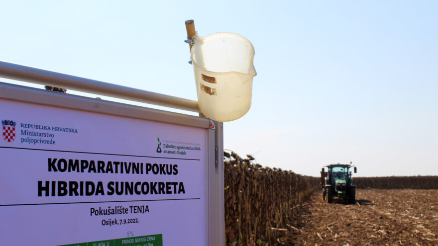Komparativni pokusi hibrida suncokreta - niži prinos, uljnost veća?