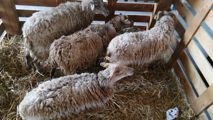 Je li vrijeme da BiH preispita trgovinu proizvodima životinjskog porijekla sa EU?