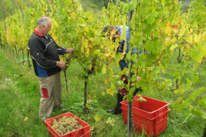 Italijanska vrhunska vina sa brda iznad Laktaša
