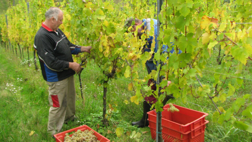 Italijanska vrhunska vina sa brda iznad Laktaša