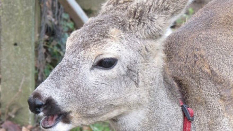 Melita Pokorni spasila je mladu srnu Mazuljku
