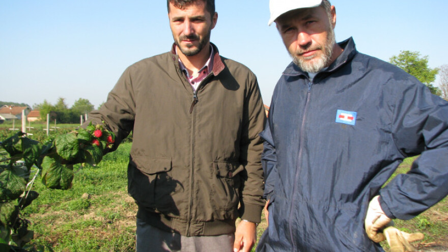 Malinari: Za malinarstvo tražimo status strateške grane