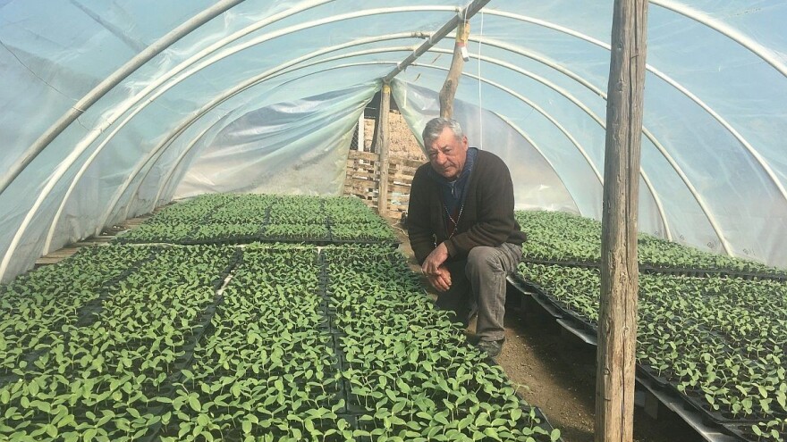 Dinja - uvek zlata vredna