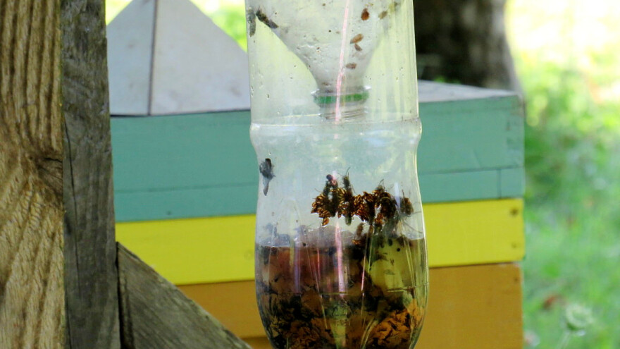 Kako zaštiti pčeljinjak od osa i stršljenova - napravite zamke