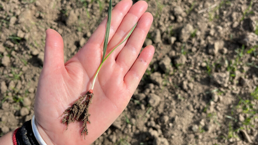 Šta još pored obrade i đubrenja utiče na korijen pšenice?