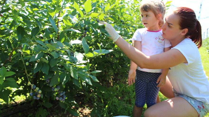 Berba borovnica na OPG Hodak: Prinos smanjen zbog mraza, ali kvaliteta zadovoljavajuća
